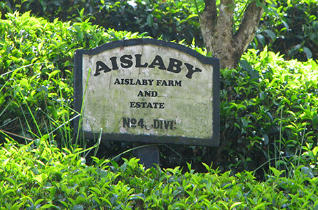 our-owned-tea-garden-aislaby