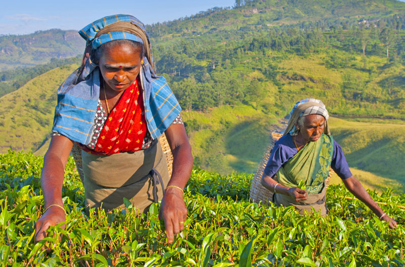 our-owned-tea-garden-tea plucker