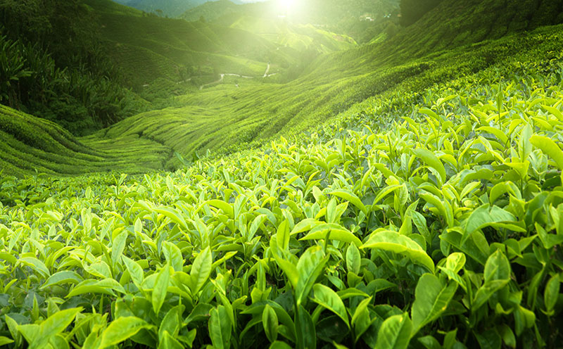 estate-tea-ground